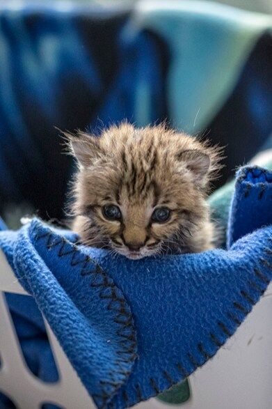 Southwest Wildlife Discovery Series: It is Baby Season!